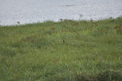 Centropus sinensis intermedius