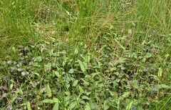 Persicaria viscosa