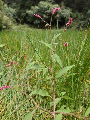 Persicaria viscosa iNat (2)