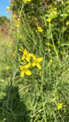 Diplotaxis tenuifolia