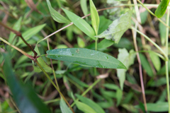 Persicaria hastatosagittata