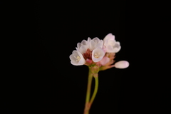 Persicaria hastatosagittata