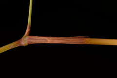 Persicaria hastatosagittata