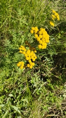 Tanacetum vulgare
