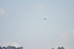 Ardea purpurea manilensis