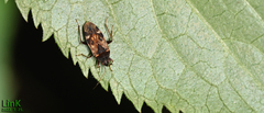 Neolethaeus dallasi