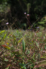 Persicaria hastatosagittata