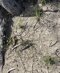 Brachyscome ciliaris ciliaris