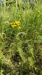Tanacetum vulgare
