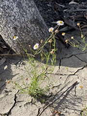 Brachyscome ciliaris ciliaris