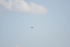 Ardea purpurea manilensis