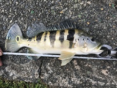 Cichla piquiti