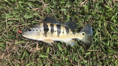 Cichla piquiti