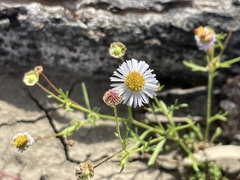 Brachyscome ciliaris ciliaris