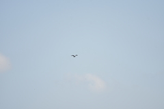 Ardea purpurea manilensis