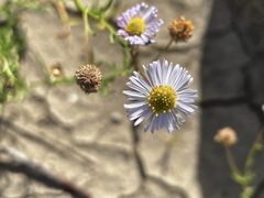 Brachyscome ciliaris ciliaris