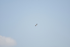 Ardea purpurea manilensis