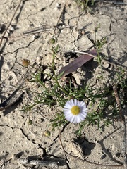 Brachyscome ciliaris ciliaris