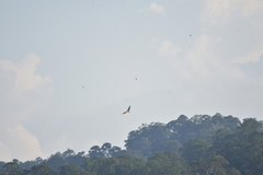 Ardea purpurea manilensis