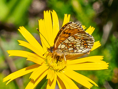 Melitaea britomartis