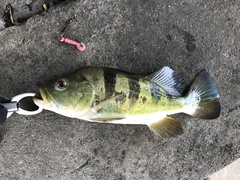 Cichla