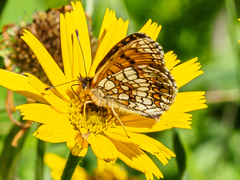 Melitaea britomartis