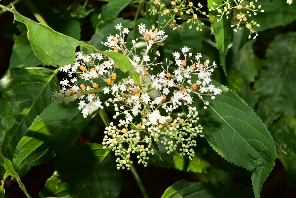 Sambucus javanica (Sambucus javanica)
