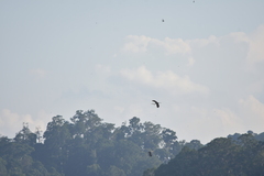 Ardea purpurea manilensis