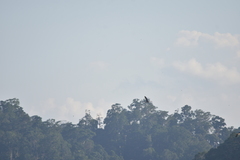 Ardea purpurea manilensis