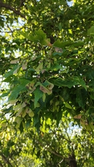 Acer ginnala