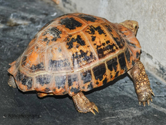 Indotestudo elongata