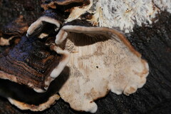 Datronia brunneoleuca