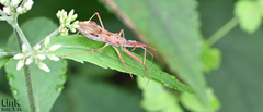 Epidaus tuberosus