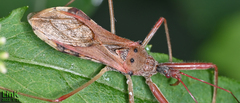 Epidaus tuberosus