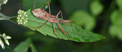 Epidaus tuberosus