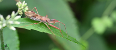 Epidaus tuberosus