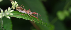Epidaus tuberosus