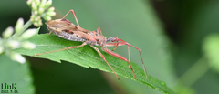 Epidaus tuberosus