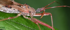 Epidaus tuberosus