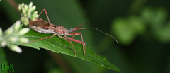Epidaus tuberosus