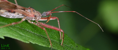 Epidaus tuberosus
