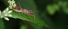 Epidaus tuberosus