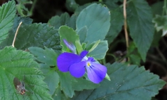 Viola montcaunica