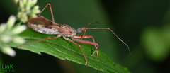Epidaus tuberosus