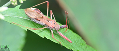 Epidaus tuberosus