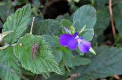 Viola montcaunica