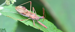 Epidaus tuberosus