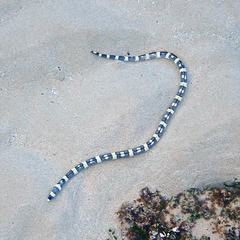 Leiuranus versicolor