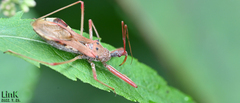Epidaus tuberosus