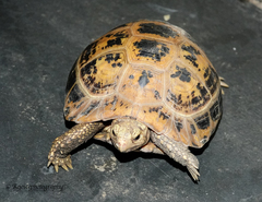 Indotestudo elongata